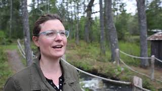 Alewives return to the Penobscot River and Blackman Stream [upl. by Lohrman]