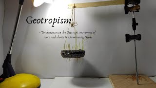 GEOTROPISM [upl. by Diad751]