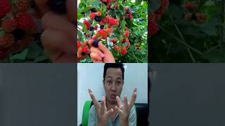 Joy of Harvesting Ripe Strawberries shortvideo trend funny [upl. by Krutz]