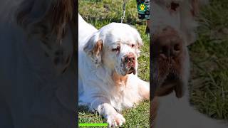 Clumber Spaniel 🐶 The Largest Spaniel Dog Breed 22100 PawsomeDogs [upl. by Legge]