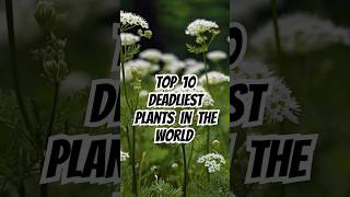 Top 10 deadliest plants in the world 🌵 shorts top10 world deadlyplants [upl. by Keemahs]