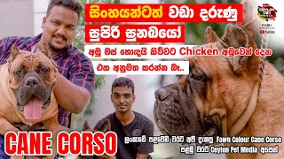 සිංහයන්ටත් වඩා ධරුණු සුපිරි සුනඛයෝ  Fawn color cane corso  Ceylon Pet Media  Imperial Pride [upl. by Treva]