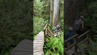 Hiking Pacific Rim National Part Reserve canada BC hiking nature life rainforest calm [upl. by Yentrok]