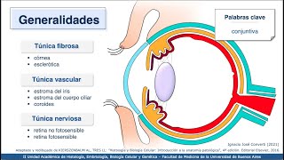 VIDEHISTO 62  Aparato de la visión  Globo Ocular 1 Generalidades túnica fibrosa y cristalino [upl. by Assirod143]