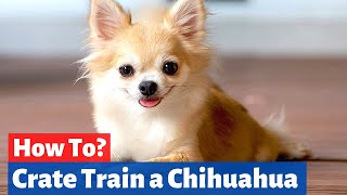 How to Crate Train a Chihuahua  Chihuahua Training [upl. by Leizar591]