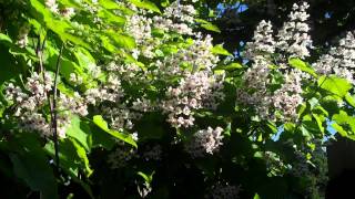 148 CATALPA Tree [upl. by Ames53]