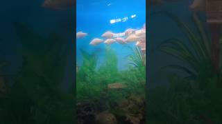 fishing shorts fvideo viral animals catfish reels trendingshorts fitness fishlover fish [upl. by Jessamyn753]