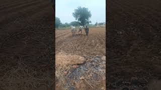 telugu dj kannada cow bullsworking folkdj farming bullworking song love [upl. by Araem]