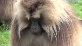 Gelada baboons  Simen Mountains Ethiopia [upl. by Dlarrej143]