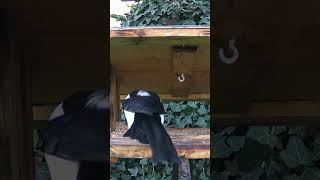 Magpie in the feeder feedercam shorts birds [upl. by Nnylear]