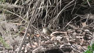 Redbacked Fairywren 11 [upl. by Claresta779]