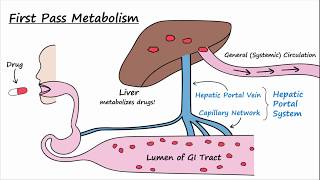 Bioavailability and First Pass Metabolism [upl. by Shiff226]