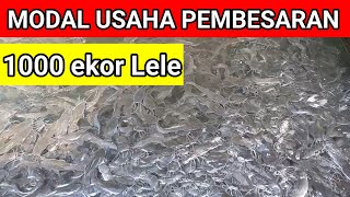 Modal pembesaran 1000 ikan Lele [upl. by Chow]