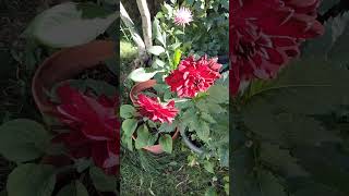 Dalias en floración 🌿🌸🪷dahlia jardin floweringplant summerseason gardening nature [upl. by Phelan]