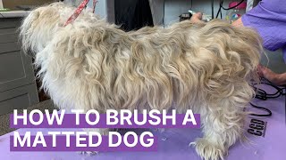 How to Brush Out a Matted Dog [upl. by Cathlene]