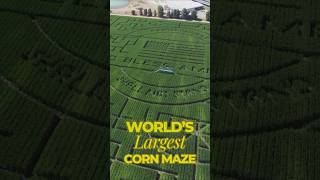 Guinness World Record Corn Maze 65 Acres Cool Patch Pumpkins Fall Tradition Dixon California [upl. by Skurnik775]