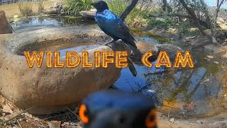 Wildlife cam 2024  Week 41  elephants new genet and pond life [upl. by Murdoch649]