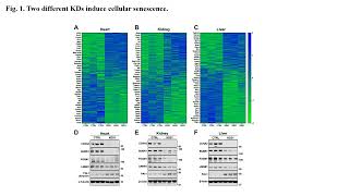 La diète cétogène zombifietelle vos cellules cétogène senescence nutrition longévité [upl. by Kelcie]