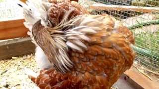 Pet chickens preening feathers [upl. by Avram]