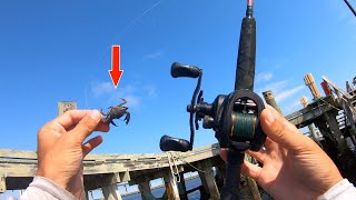 Dropping LIVE Crabs For These Bridge Dwellers Morehead City Sheepshead Fishing [upl. by Veronike]