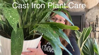 How to Care for Cast Iron Plant [upl. by Suivatra]