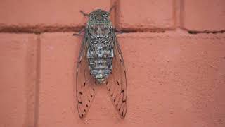 Cicada Invasion 2024 The 221Year Phenomenon [upl. by Shull]