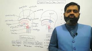 Digestion in oral cavity UrduHindi medium  Prof Masood fuzail Swallowing  Salivary GlandsSaliva [upl. by Drusilla969]