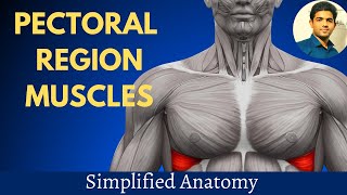 PECTORAL MUSCLES  SIMPLIFIED ANATOMY [upl. by Aelak]