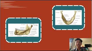 Anatomi dan Mandibula [upl. by Savinirs]