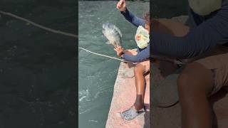 Catching a Tilapia [upl. by Yblok]