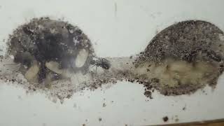 Lasius fuliginosus update de kolonie groeit [upl. by Nivrag]