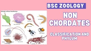 Non chordates  classification and phylum  Bsc  zoology 🪱🐛🐚🦀🦞🦐 🐌 🦋 [upl. by Sidell696]