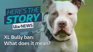 What does next years XL Bully Ban actually mean  ITV News [upl. by Ahsenav204]