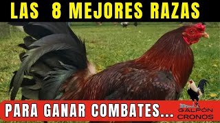 QUE RAZA DE GALLOS DE PELEA ES LA MEJOR [upl. by Inilahs643]