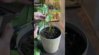 Fiddle plant care 🪴fiddle plantcare shortsfeed youtube pruning gardening plants plantlover [upl. by Cherice]