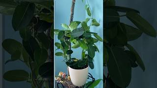 Stephanotis houseplant houseplants plantcare planthome plants youtubeshorts [upl. by Follmer]