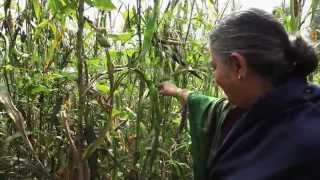 A Z Agroecology amp Organic Food Systems [upl. by Illac648]