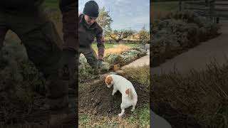 Cest le jack Russel qui plante un arbre jardinier paysagiste jackrussellterrier [upl. by Noyart606]