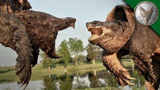 Alligator Snapping Turtle vs Common Snapping Turtle [upl. by Puri214]