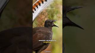 This Bird Can Imitate Any Sound 🐦 Lyrebird [upl. by Murtha]