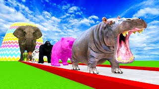 Paint Animals Hippo Tiger Elephent Cow Bear Fountain Crossing Transformation Cartoon [upl. by Elidad]