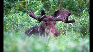 Bull Moose at Dusk June 2024  Buck Orignal au crépuscule en Gaspésie Juin 2024 [upl. by Leahcimdivad771]