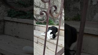 Incontro il mio amico gatto e guardate cosa fa gatto cat catlover [upl. by Pantia226]