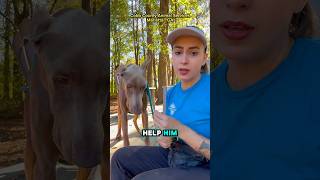 Help me help him 🙏🏻 doberman adopt marietta georgia atlanta dog animals rescue love [upl. by Idnym]