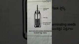 Heat evolved during Respiration shorts youtube [upl. by Camus]