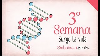 SEMANA 3 de Embarazo  1º Mes  Semana a semana [upl. by Gardal358]