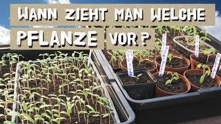 Wann welche Pflanze vorziehen Tipps zur Jungpflanzenvoranzucht [upl. by Anirdnaxela445]