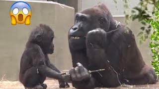 An instant lreaction of mother gorilla Adorable baby gorilla 😍 [upl. by Rhodes]