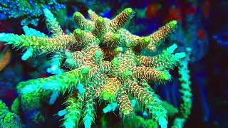 acropora millepora [upl. by Chilt]