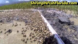 How To Catch Fiddler crabs The Fiddler Crab Roundup Part 1 of 2 [upl. by Takara]